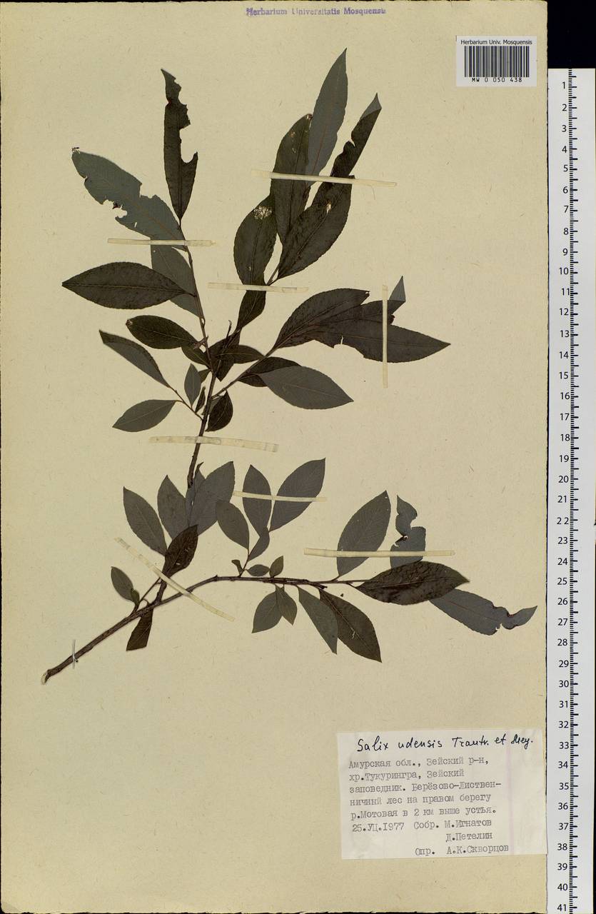 Salix udensis Trautv. & C. A. Mey., Siberia, Russian Far East (S6) (Russia)