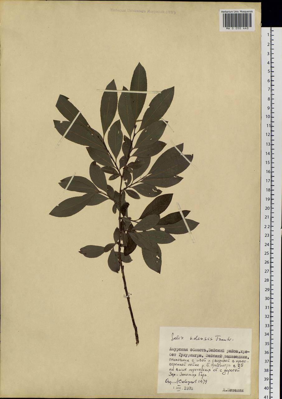 Salix udensis Trautv. & C. A. Mey., Siberia, Russian Far East (S6) (Russia)