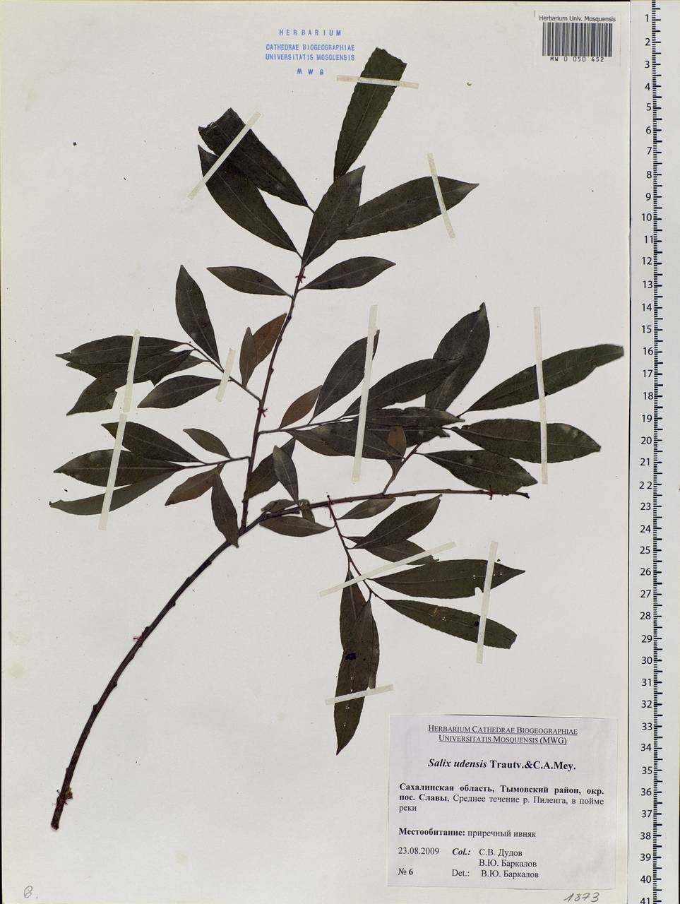 Salix udensis (Wimm.) Trautv. & C. A. Mey., Siberia, Russian Far East (S6) (Russia)