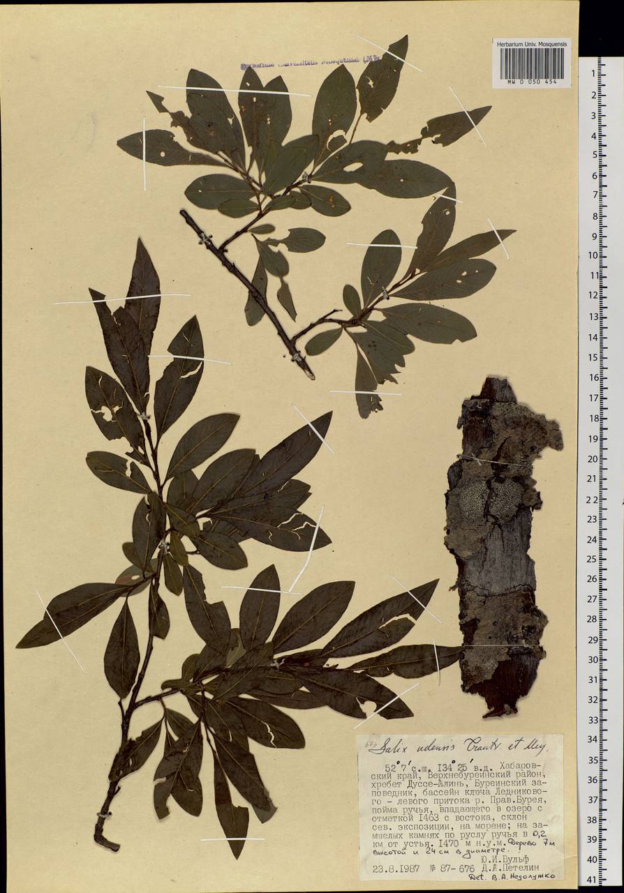 Salix udensis Trautv. & C. A. Mey., Siberia, Russian Far East (S6) (Russia)