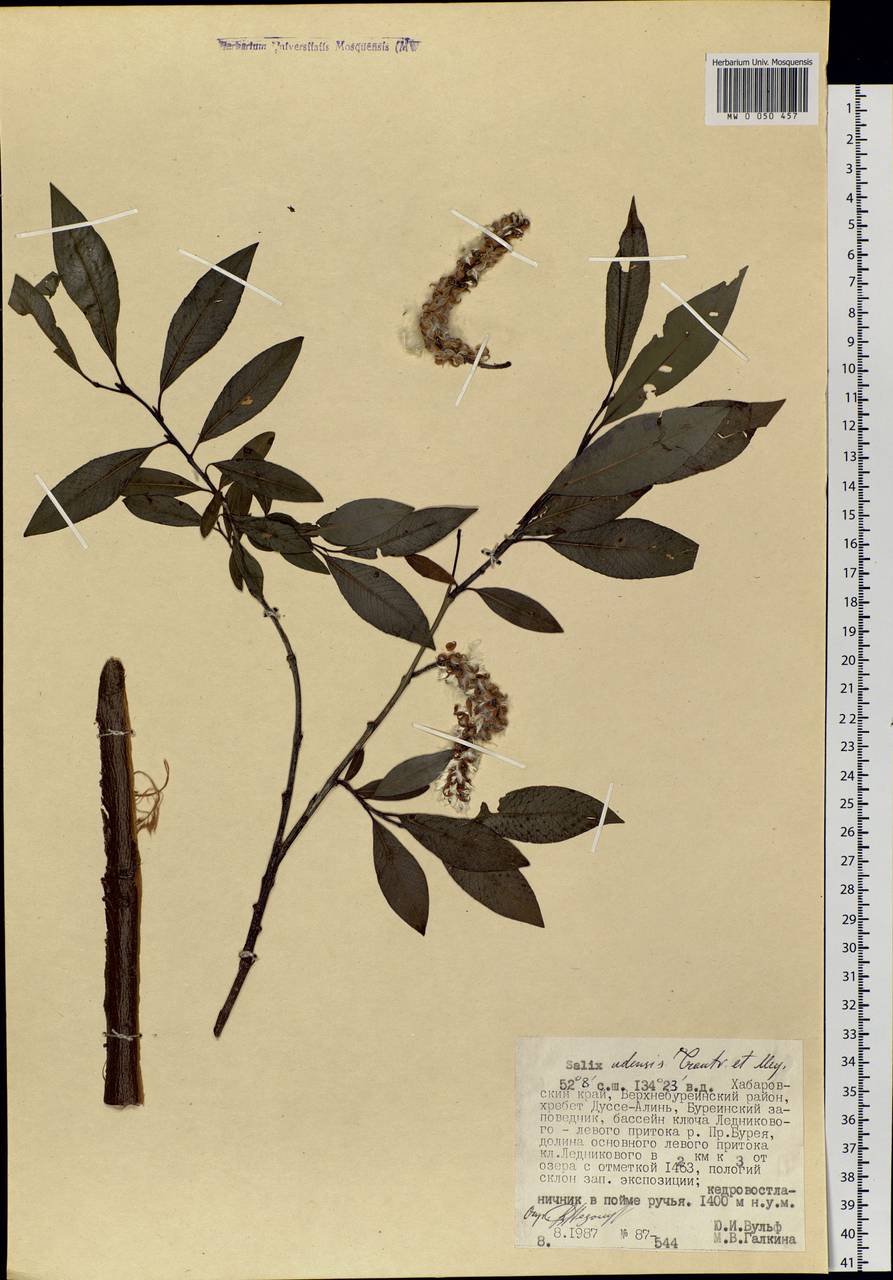 Salix udensis Trautv. & C. A. Mey., Siberia, Russian Far East (S6) (Russia)