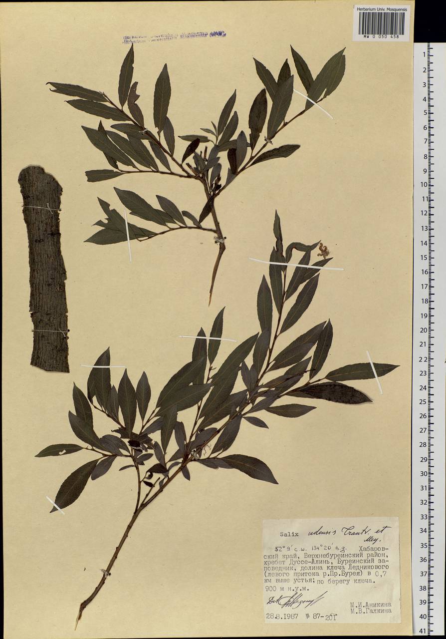 Salix udensis (Wimm.) Trautv. & C. A. Mey., Siberia, Russian Far East (S6) (Russia)