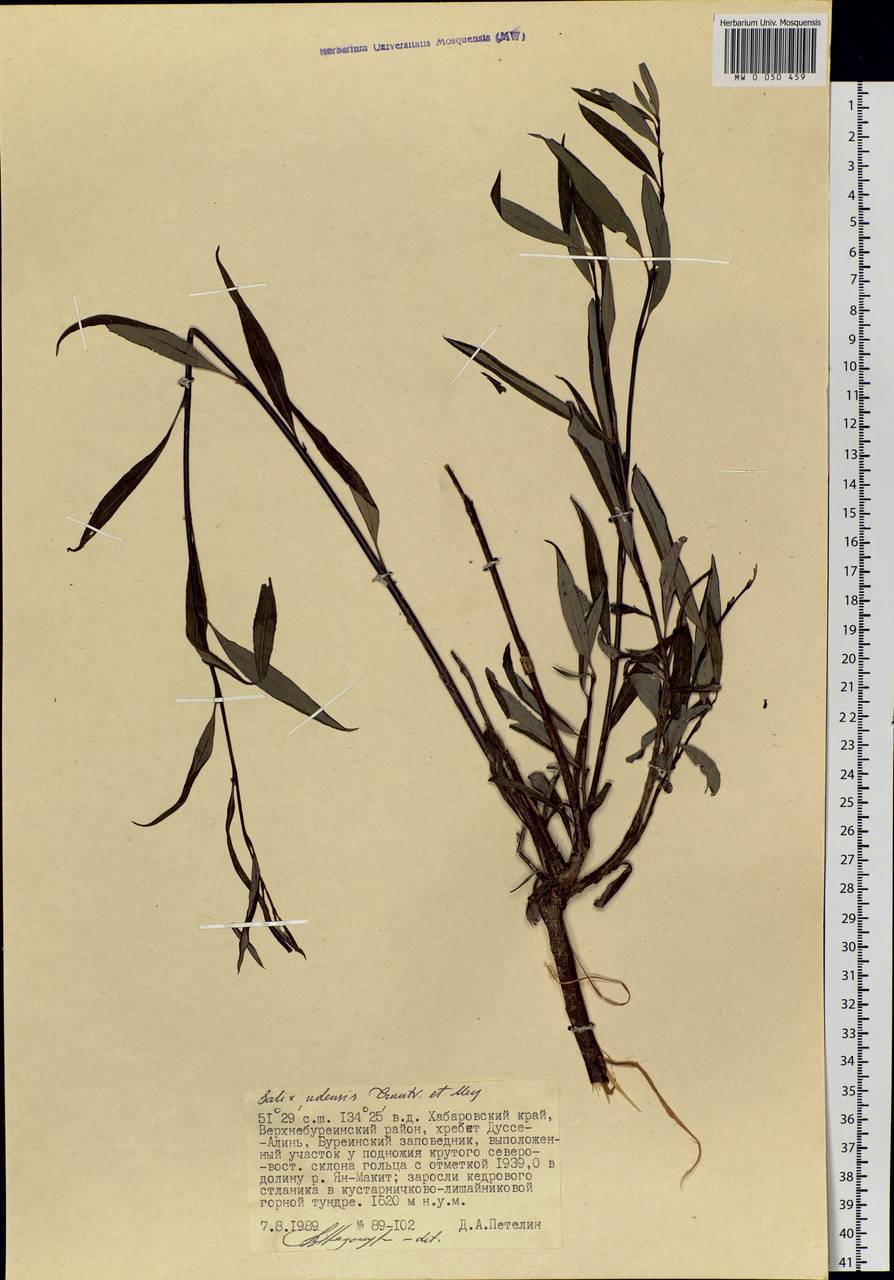 Salix udensis Trautv. & C. A. Mey., Siberia, Russian Far East (S6) (Russia)