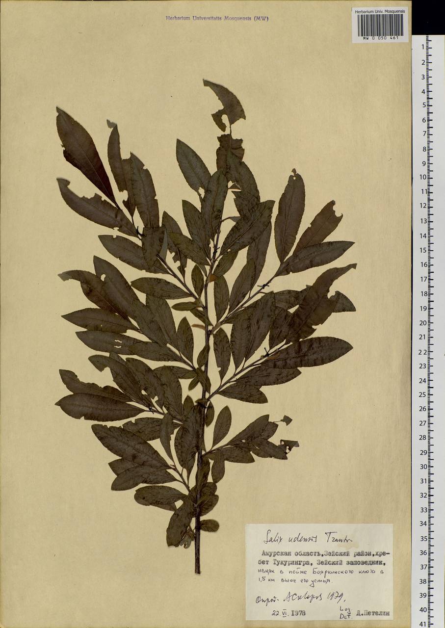 Salix udensis Trautv. & C. A. Mey., Siberia, Russian Far East (S6) (Russia)