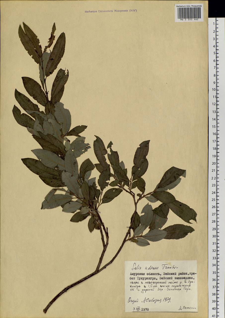 Salix udensis Trautv. & C. A. Mey., Siberia, Russian Far East (S6) (Russia)