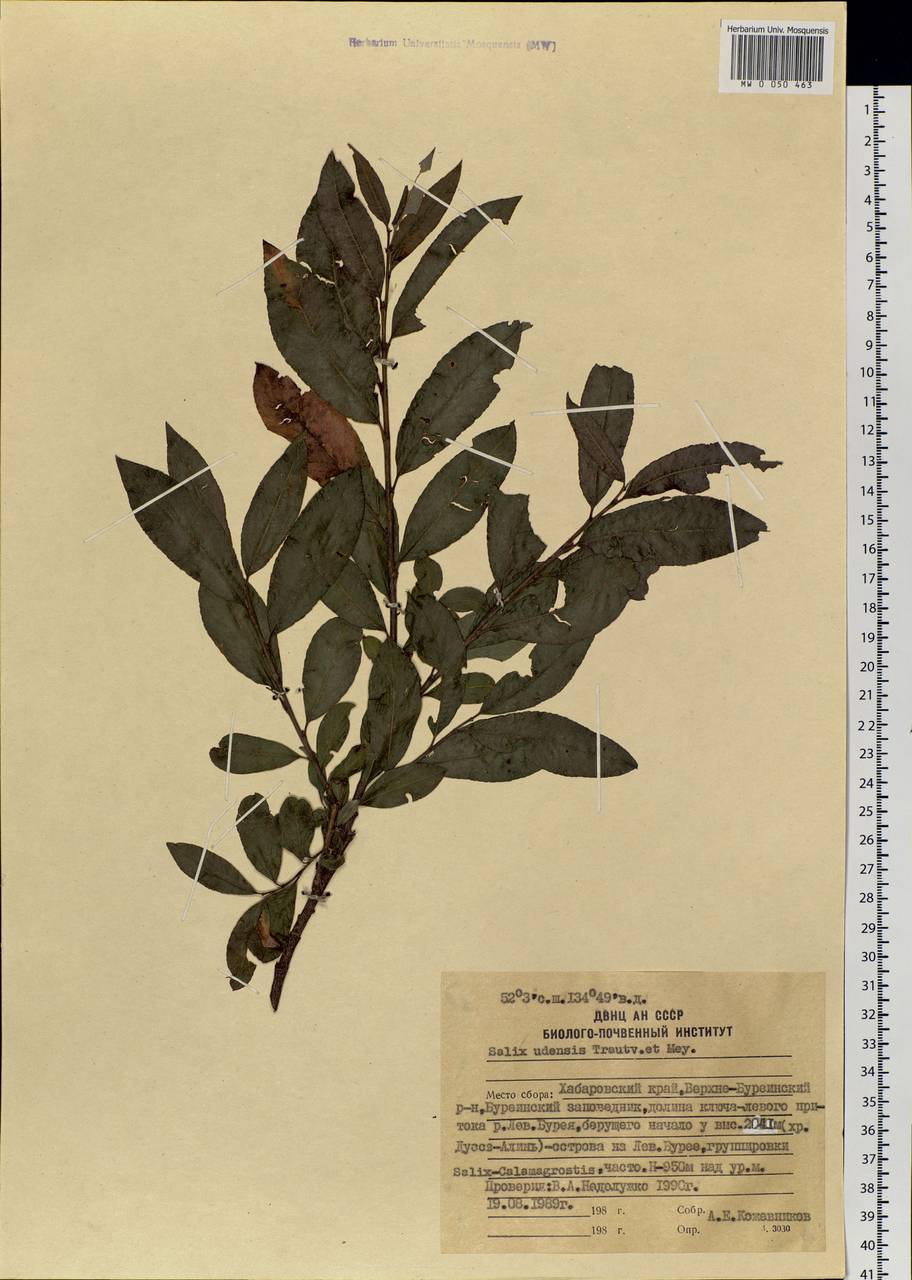 Salix udensis Trautv. & C. A. Mey., Siberia, Russian Far East (S6) (Russia)