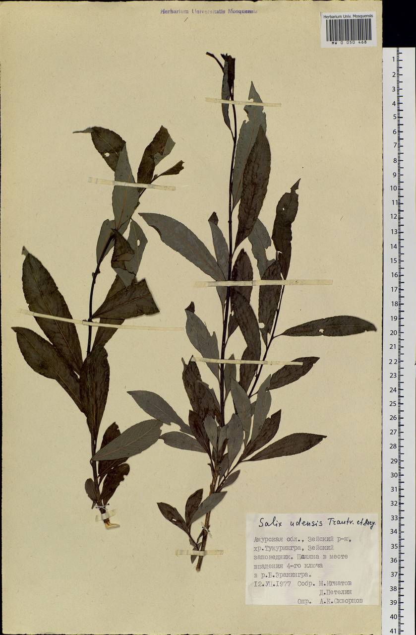 Salix udensis Trautv. & C. A. Mey., Siberia, Russian Far East (S6) (Russia)