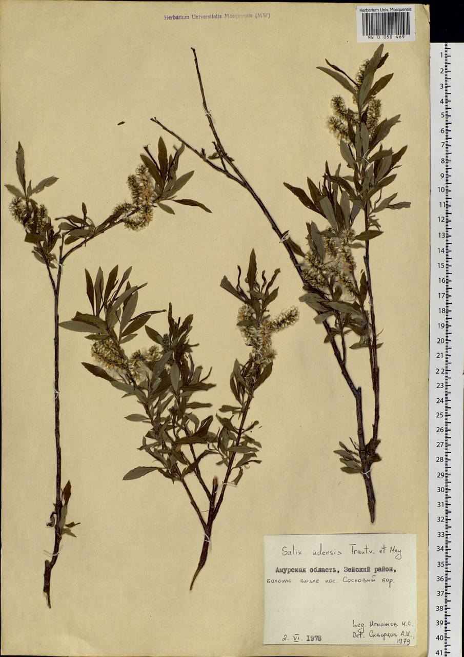 Salix udensis Trautv. & C. A. Mey., Siberia, Russian Far East (S6) (Russia)