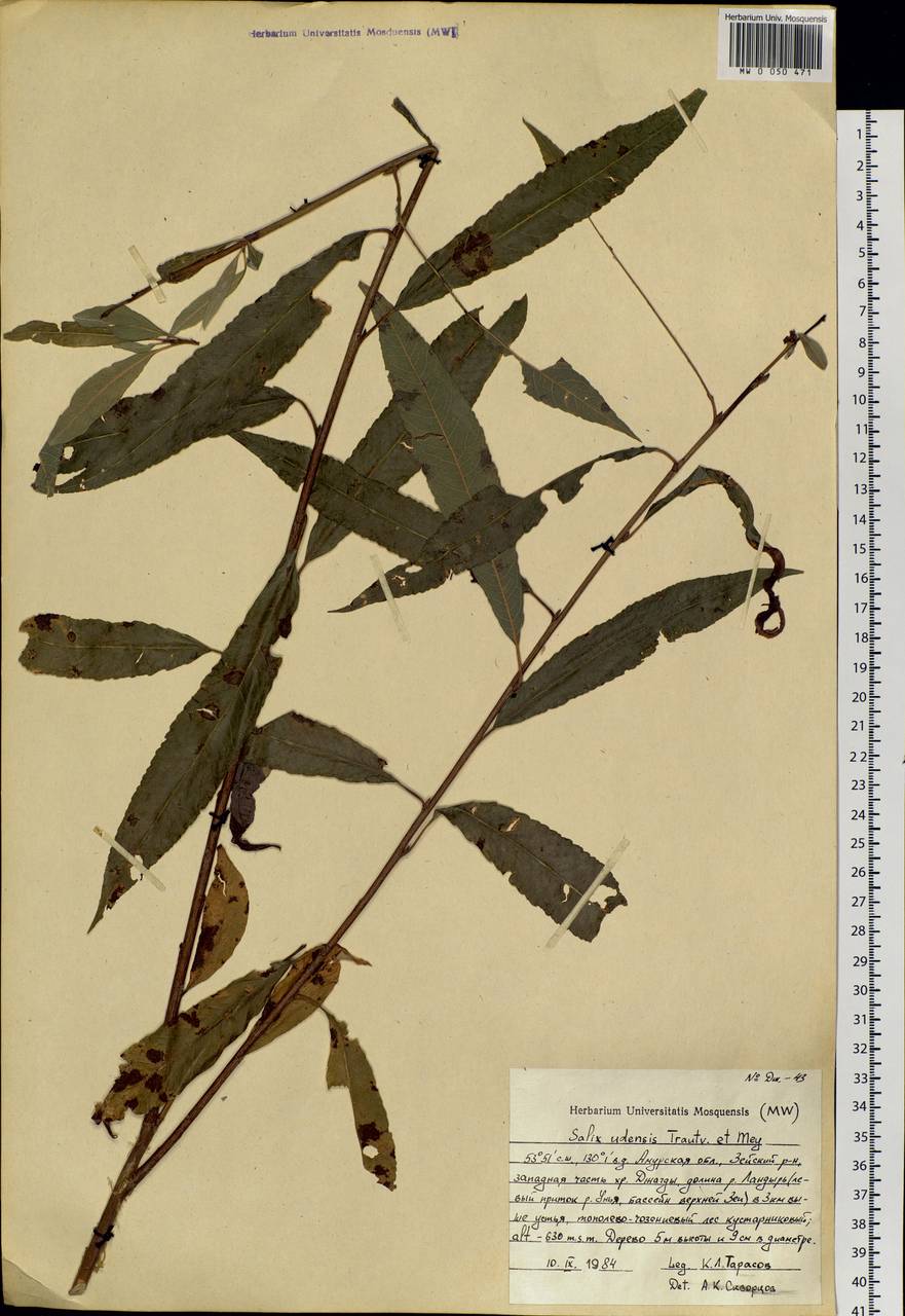 Salix udensis Trautv. & C. A. Mey., Siberia, Russian Far East (S6) (Russia)