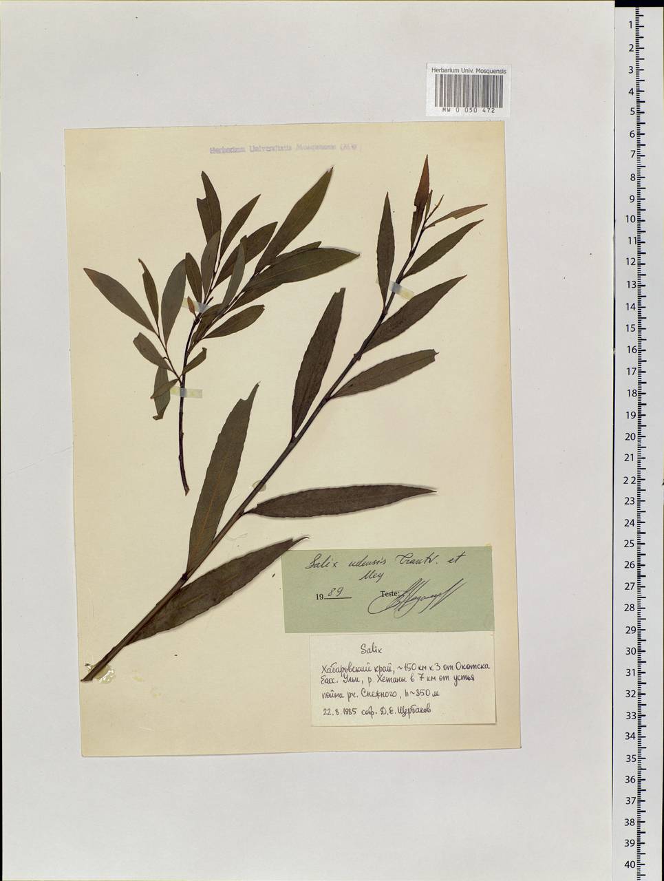 Salix udensis Trautv. & C. A. Mey., Siberia, Russian Far East (S6) (Russia)