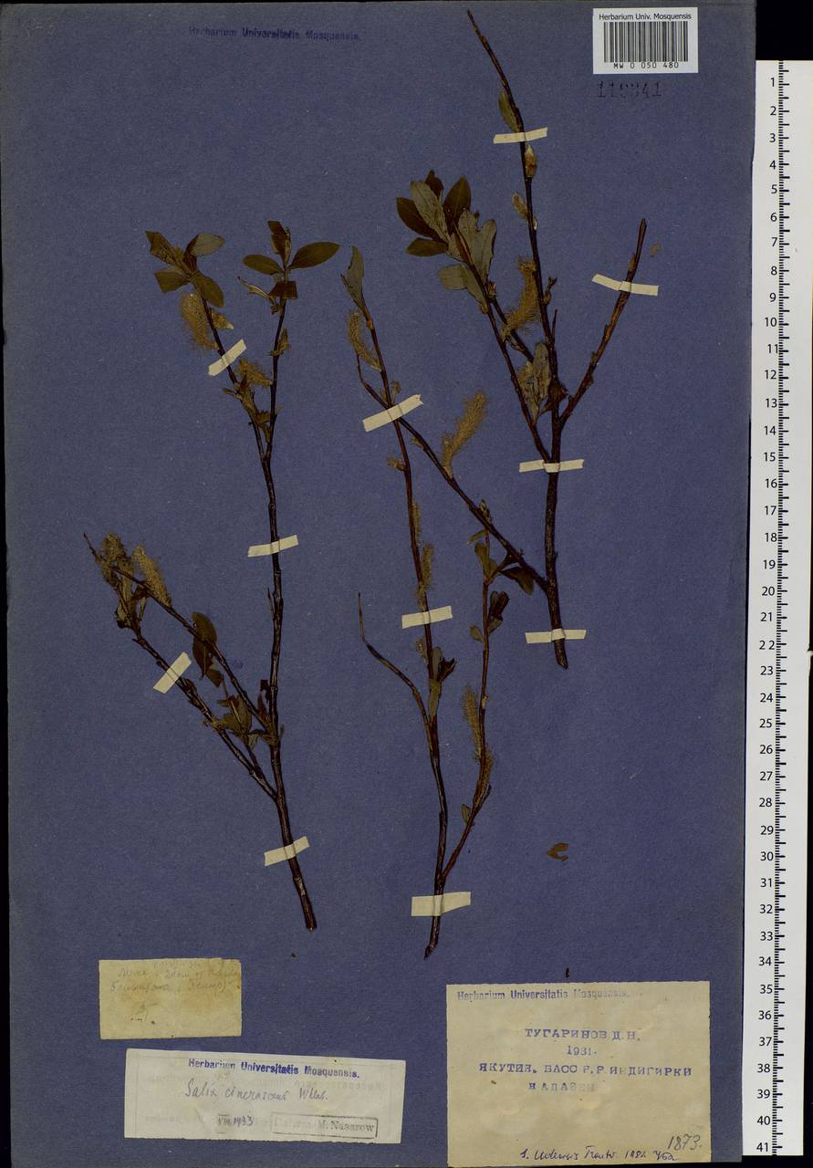 Salix udensis Trautv. & C. A. Mey., Siberia, Yakutia (S5) (Russia)