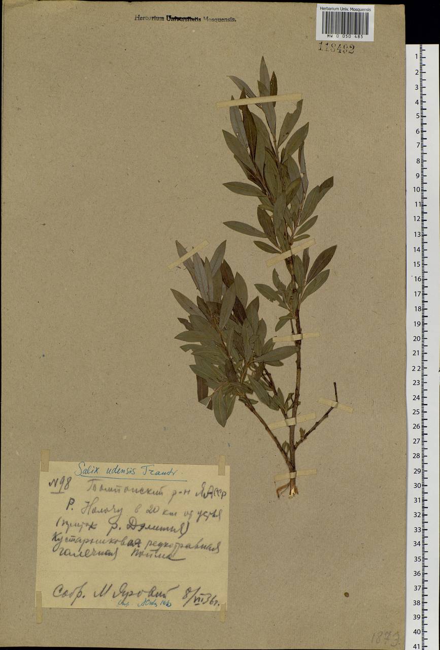 Salix udensis Trautv. & C. A. Mey., Siberia, Yakutia (S5) (Russia)