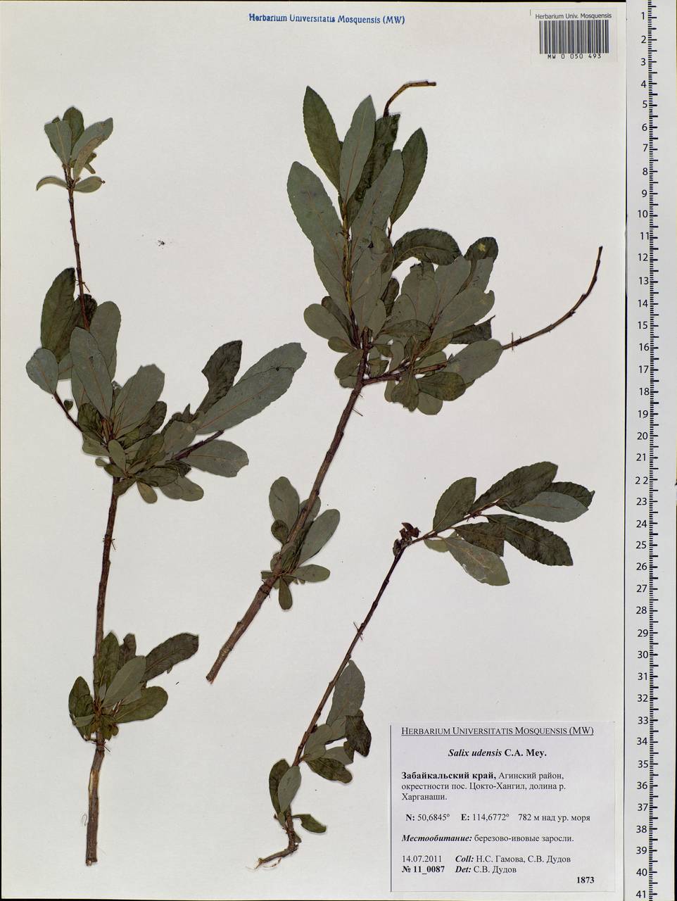 Salix udensis Trautv. & C. A. Mey., Siberia, Baikal & Transbaikal region (S4) (Russia)