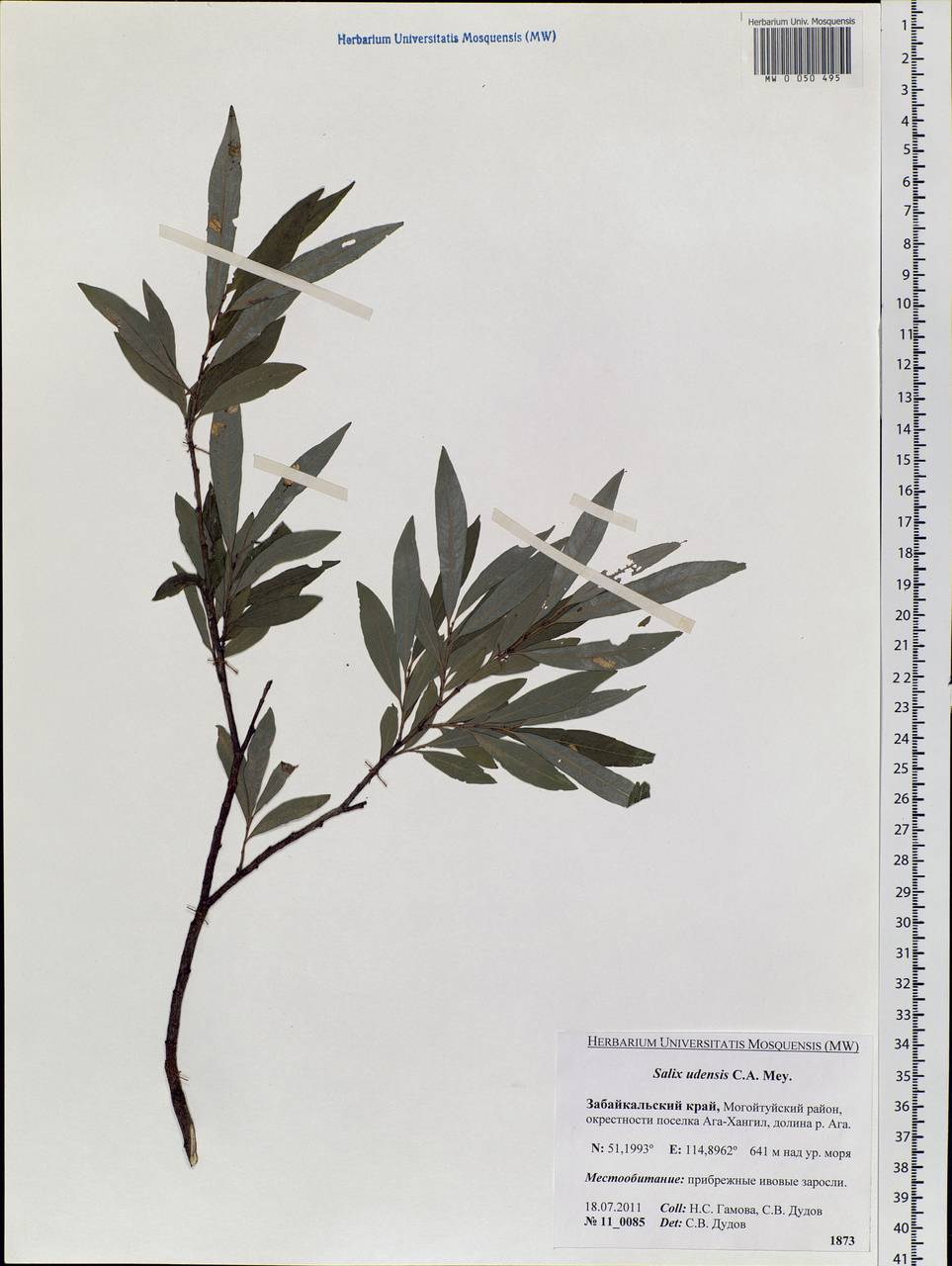 Salix udensis Trautv. & C. A. Mey., Siberia, Baikal & Transbaikal region (S4) (Russia)