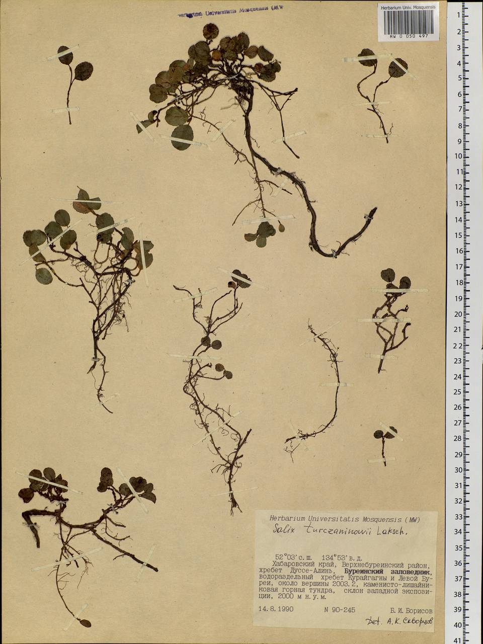 Salix turczaninowii Lacksch., Siberia, Russian Far East (S6) (Russia)
