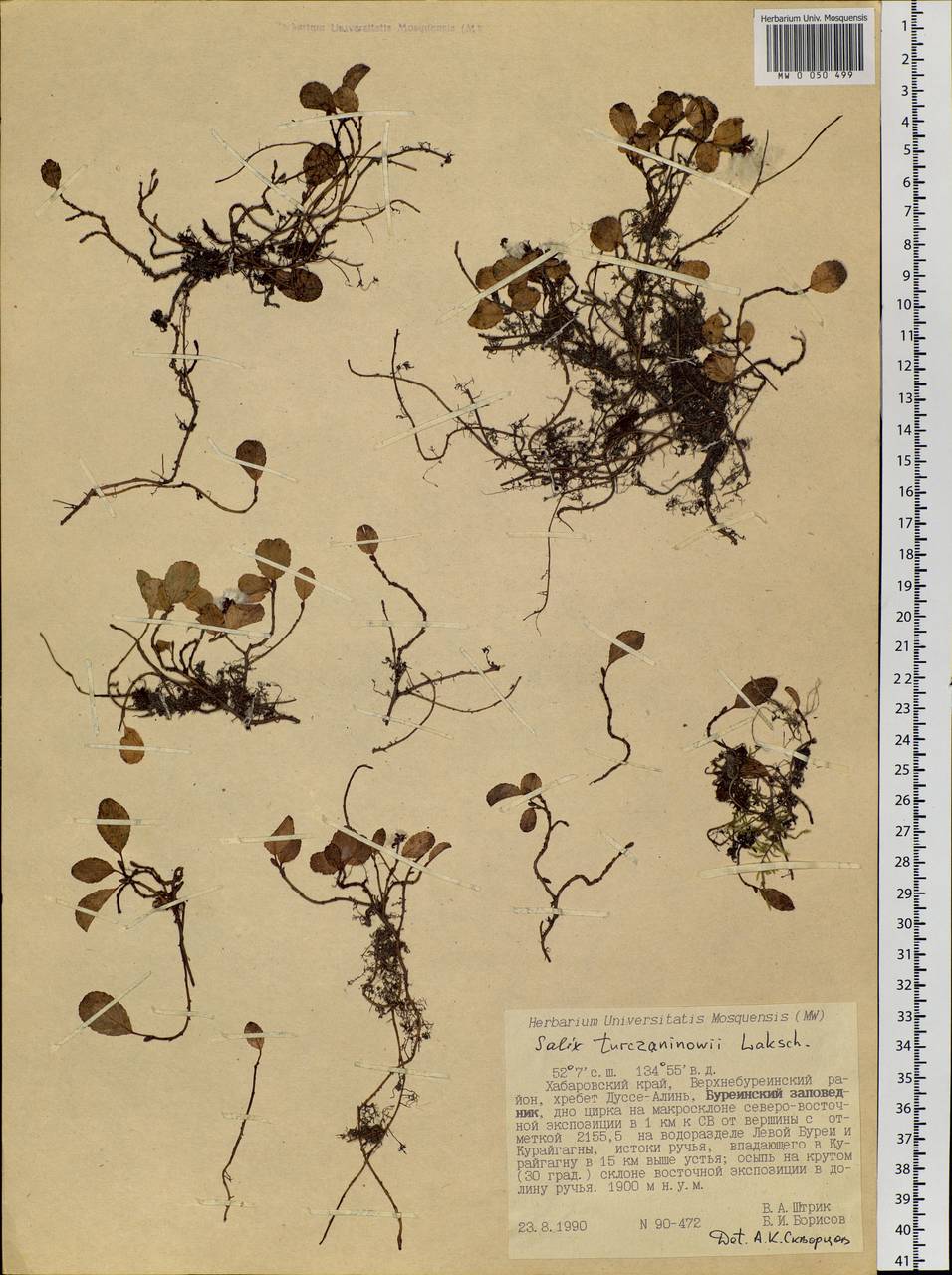 Salix turczaninowii Lacksch., Siberia, Russian Far East (S6) (Russia)