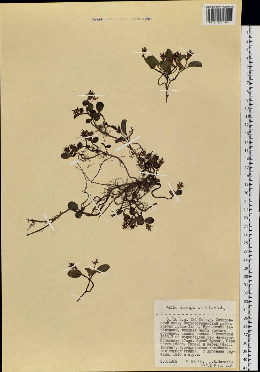 Salix turczaninowii Lacksch., Siberia, Russian Far East (S6) (Russia)