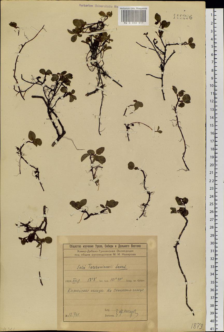 Salix turczaninowii Lacksch., Siberia, Baikal & Transbaikal region (S4) (Russia)