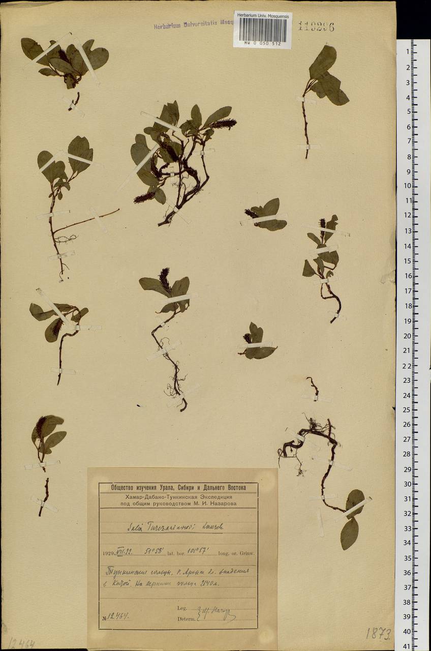 Salix turczaninowii Lacksch., Siberia, Baikal & Transbaikal region (S4) (Russia)