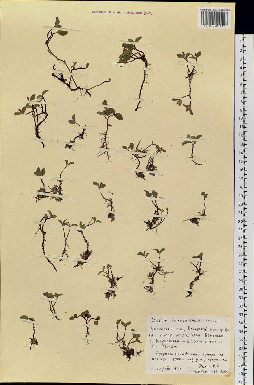 Salix turczaninowii Lacksch., Siberia, Baikal & Transbaikal region (S4) (Russia)