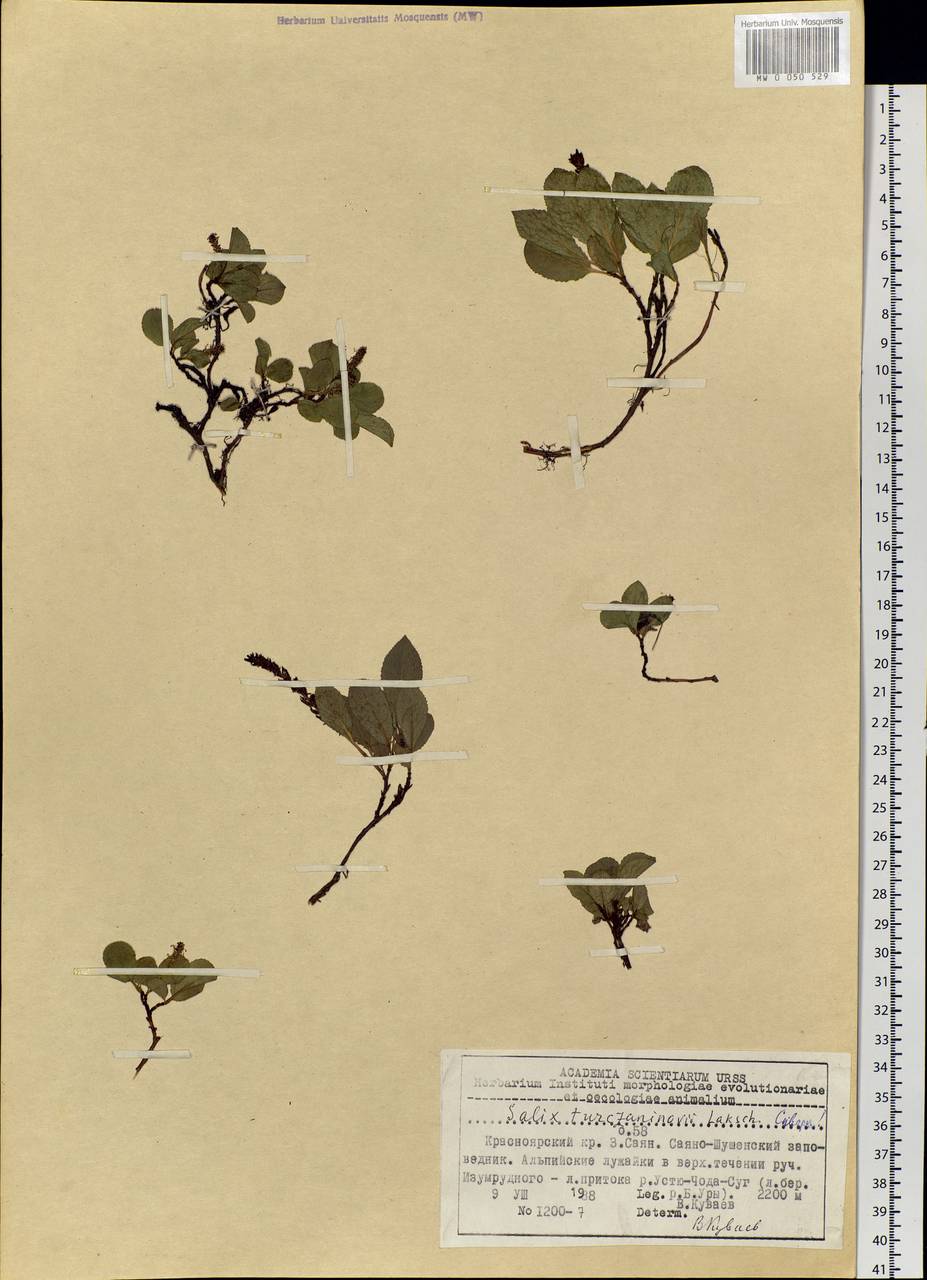 Salix turczaninowii Lacksch., Siberia, Altai & Sayany Mountains (S2) (Russia)