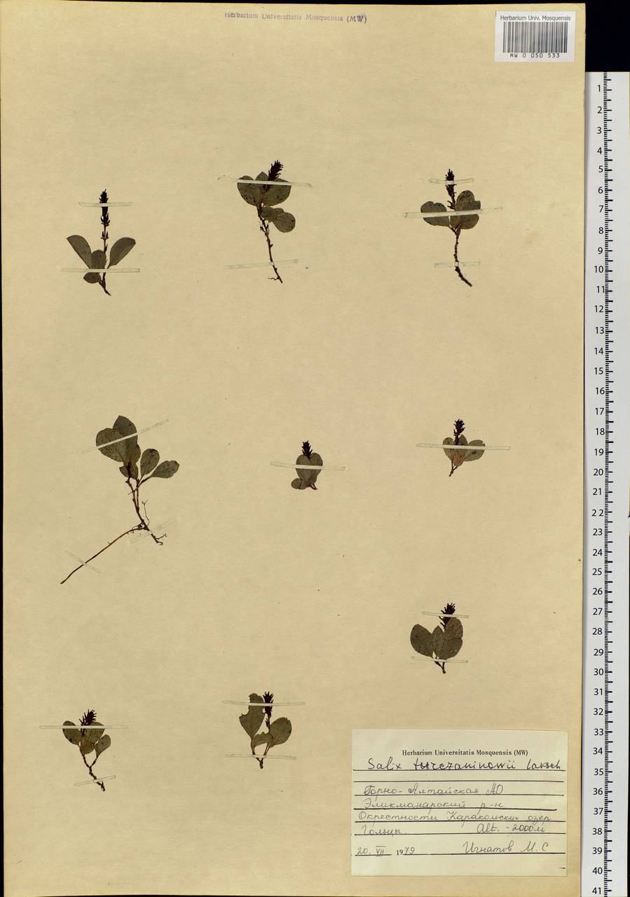Salix turczaninowii Laksch., Siberia, Altai & Sayany Mountains (S2) (Russia)