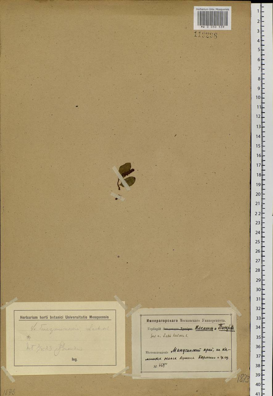 Salix turczaninowii Laksch., Siberia, Altai & Sayany Mountains (S2) (Russia)