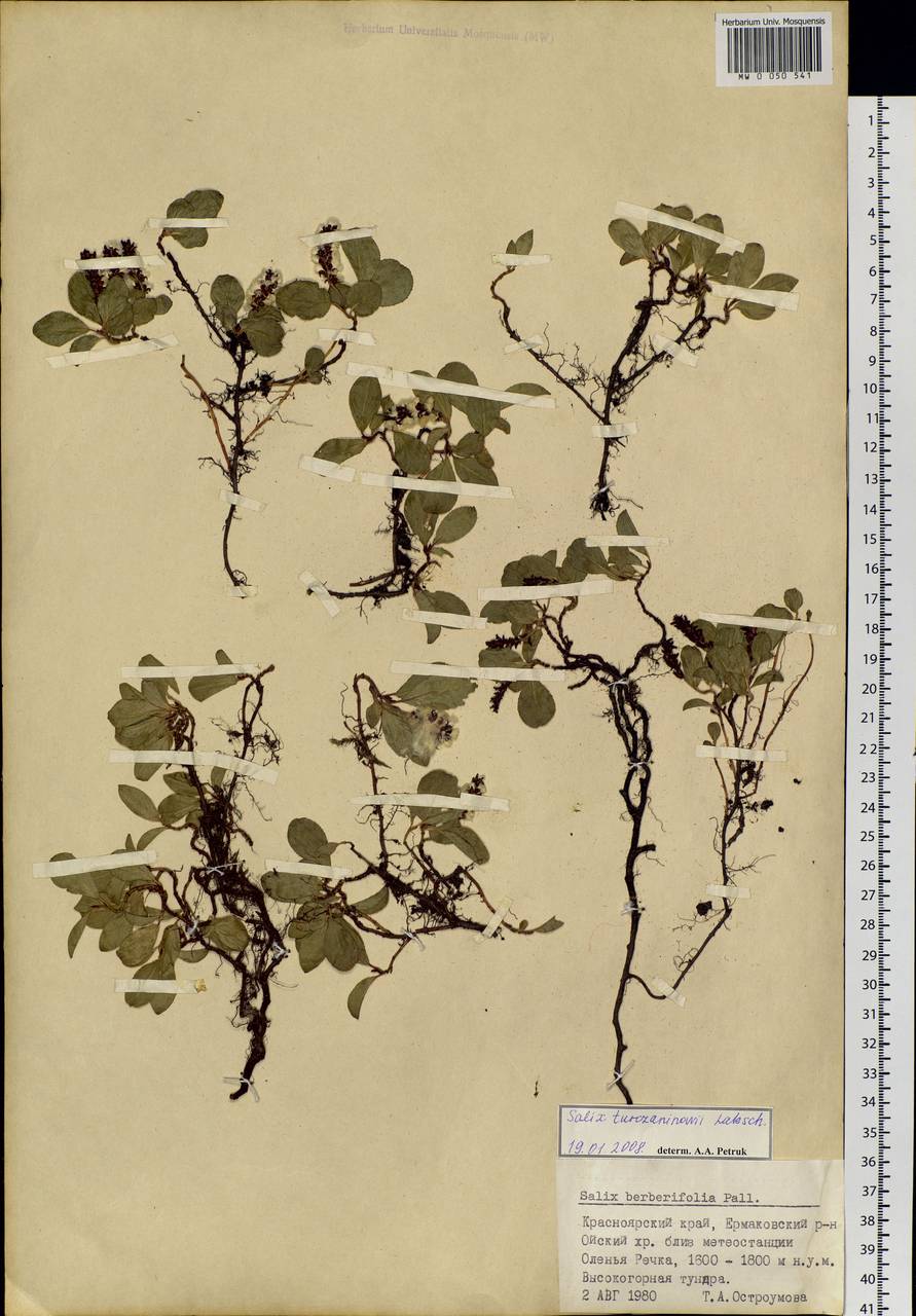 Salix turczaninowii Lacksch., Siberia, Altai & Sayany Mountains (S2) (Russia)