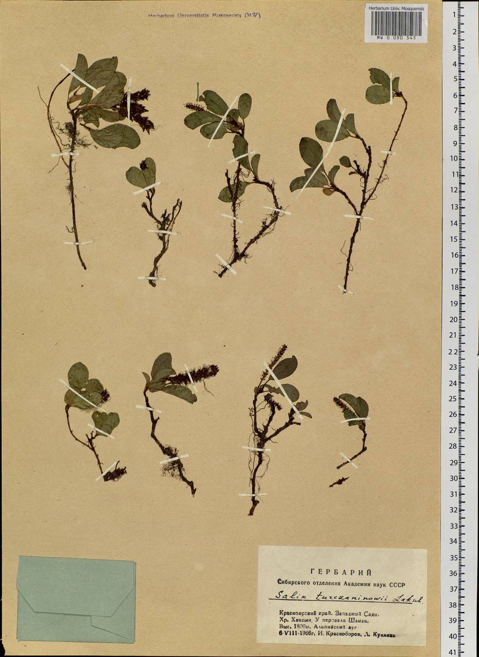 Salix turczaninowii Lacksch., Siberia, Altai & Sayany Mountains (S2) (Russia)
