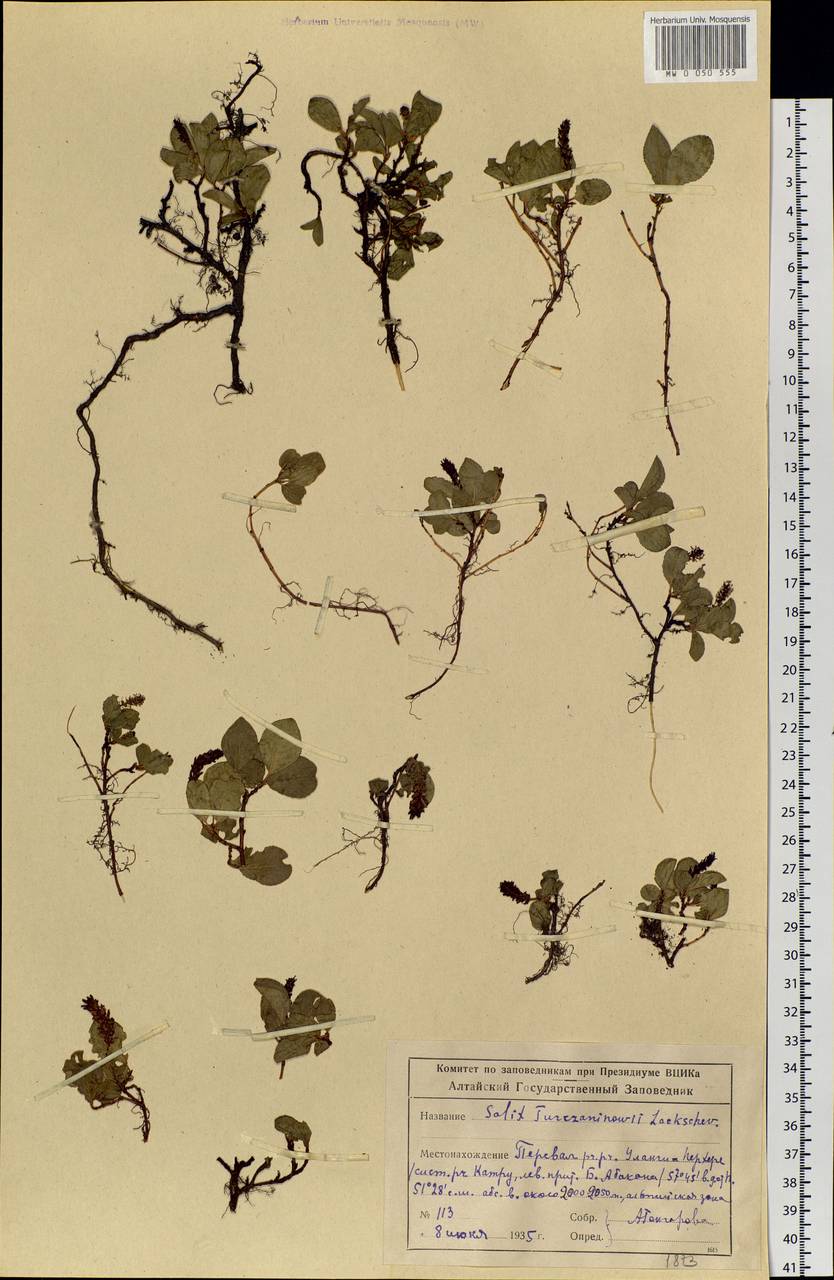 Salix turczaninowii Lacksch., Siberia, Altai & Sayany Mountains (S2) (Russia)