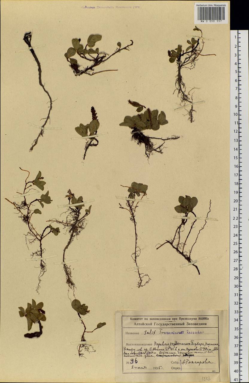 Salix turczaninowii Lacksch., Siberia, Altai & Sayany Mountains (S2) (Russia)