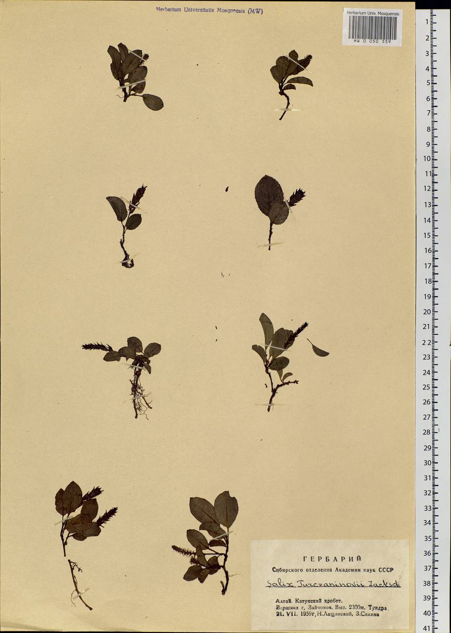 Salix turczaninowii Lacksch., Siberia, Altai & Sayany Mountains (S2) (Russia)