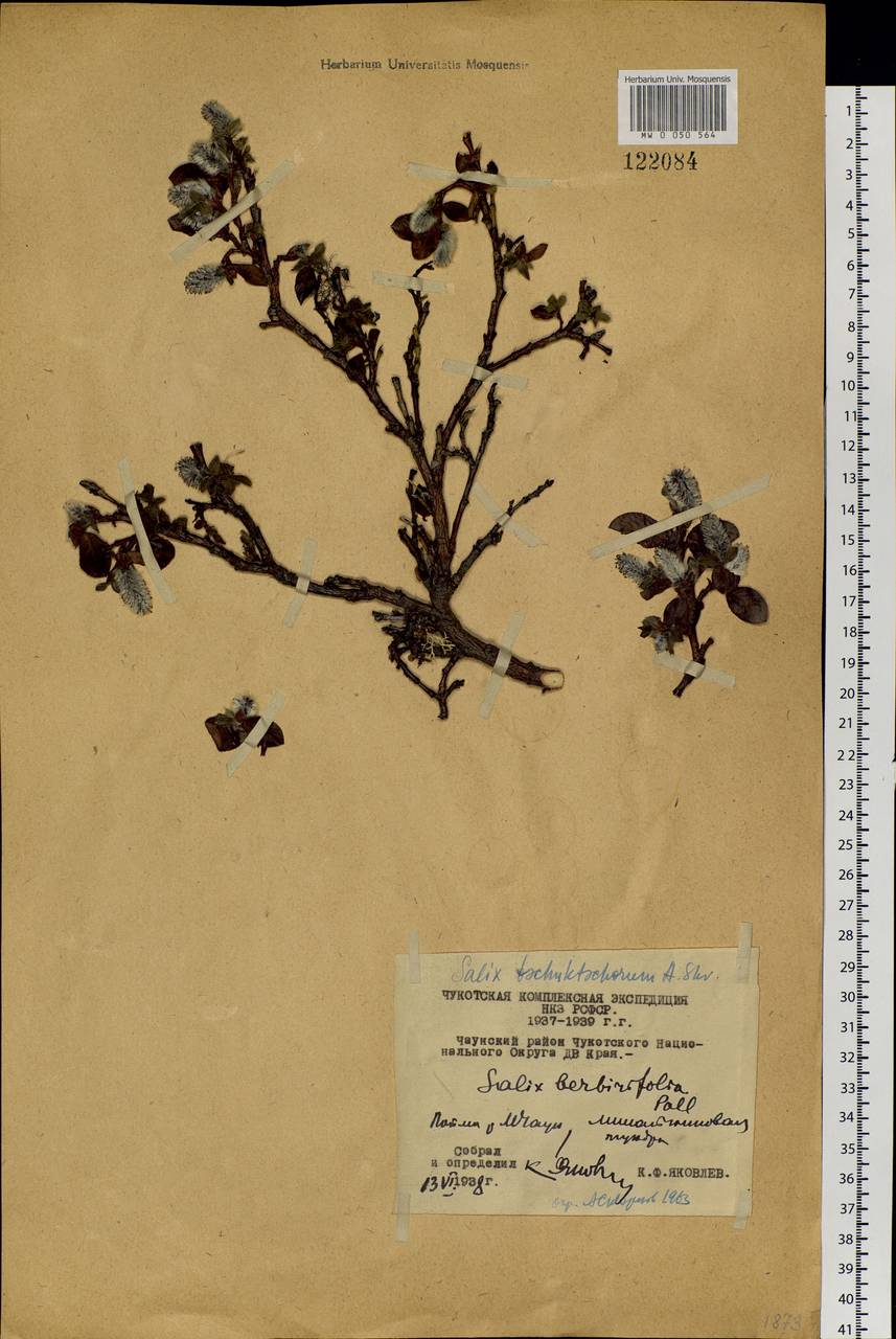 Salix tschuktschorum A. K. Skvortsov, Siberia, Chukotka & Kamchatka (S7) (Russia)