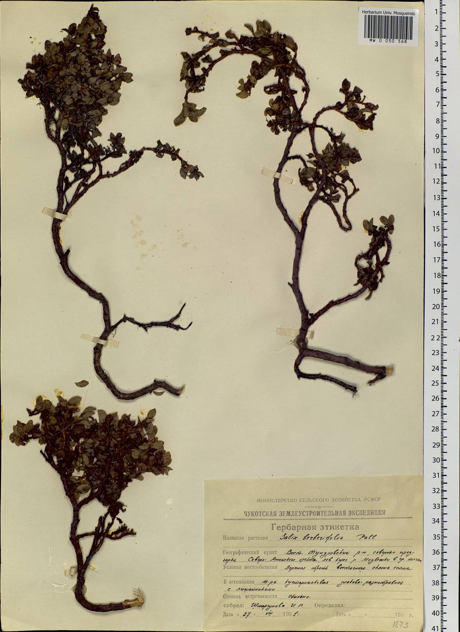 Salix berberifolia subsp. tschuktschorum (A. K. Skvortsov) Vorosch., Siberia, Chukotka & Kamchatka (S7) (Russia)