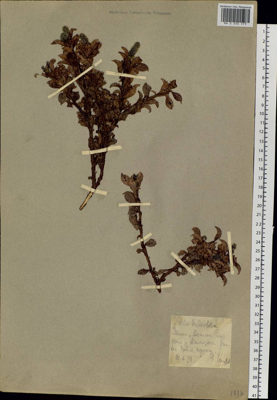 Salix tschuktschorum A. K. Skvortsov, Siberia, Chukotka & Kamchatka (S7) (Russia)