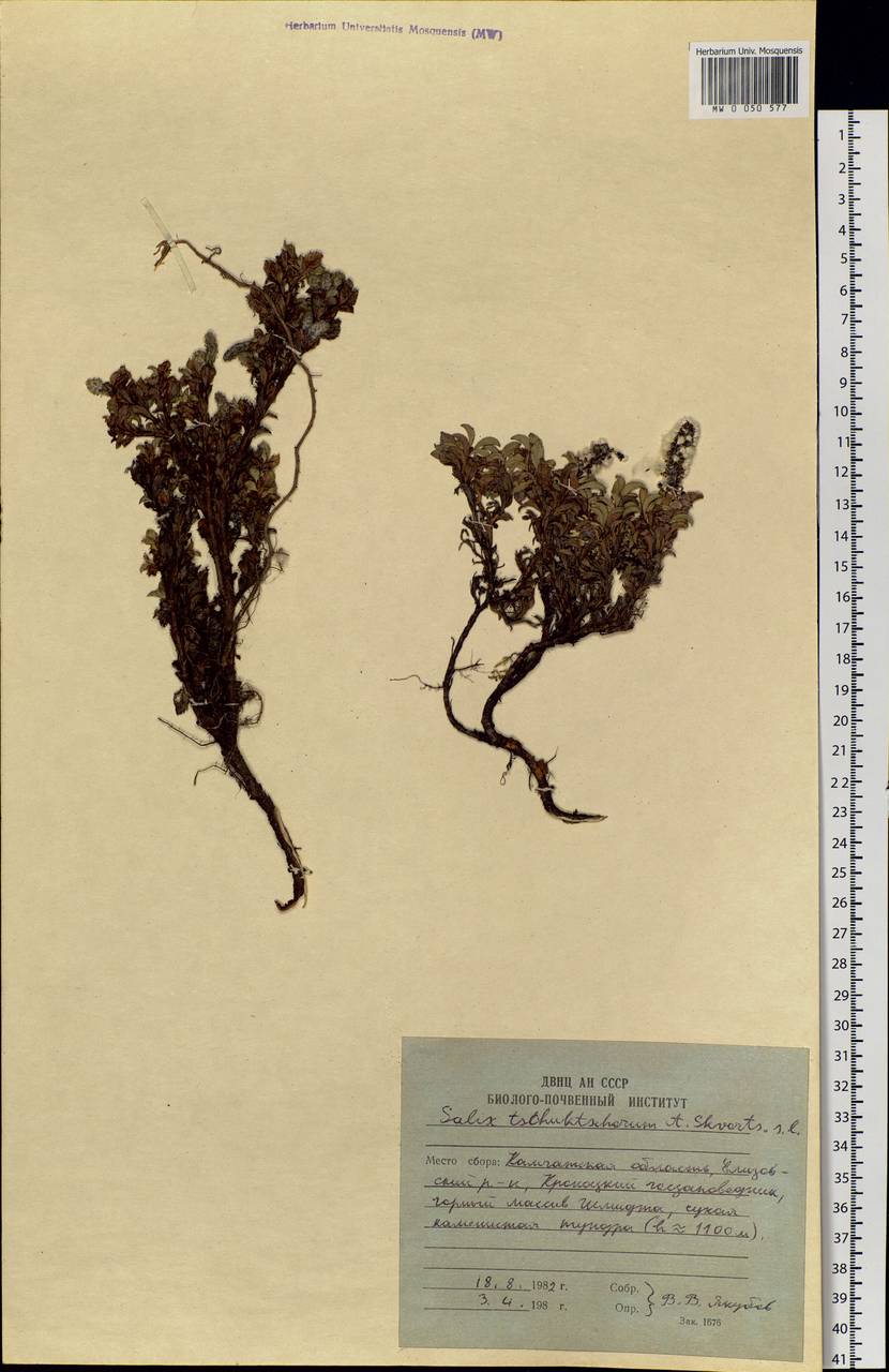 Salix berberifolia subsp. tschuktschorum (A. K. Skvortsov) Vorosch., Siberia, Chukotka & Kamchatka (S7) (Russia)