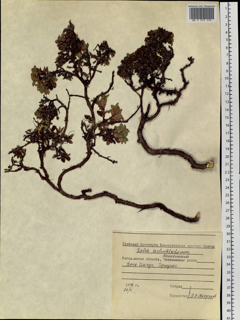 Salix tschuktschorum A. K. Skvortsov, Siberia, Chukotka & Kamchatka (S7) (Russia)