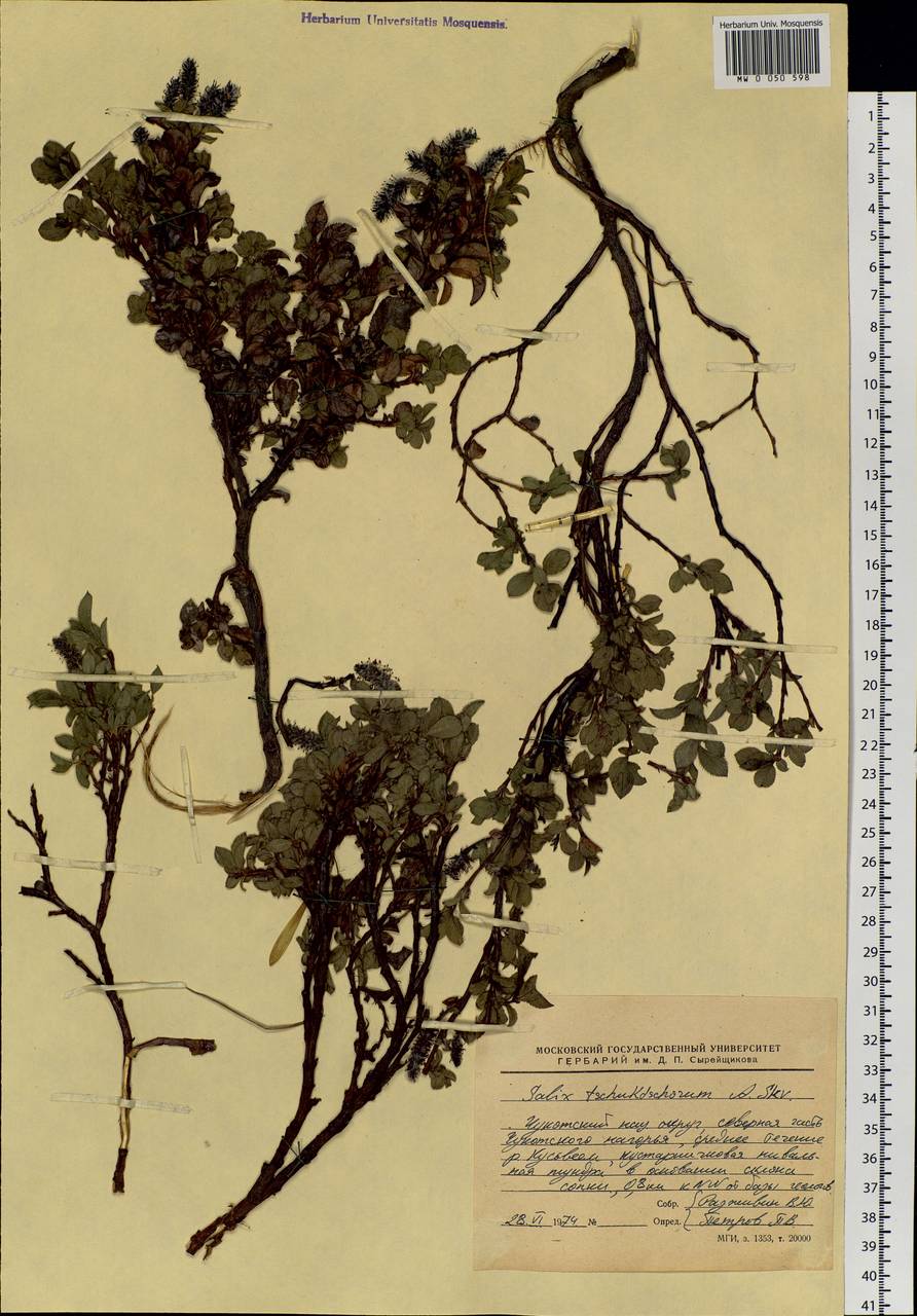 Salix berberifolia subsp. tschuktschorum (A. K. Skvortsov) Vorosch., Siberia, Chukotka & Kamchatka (S7) (Russia)