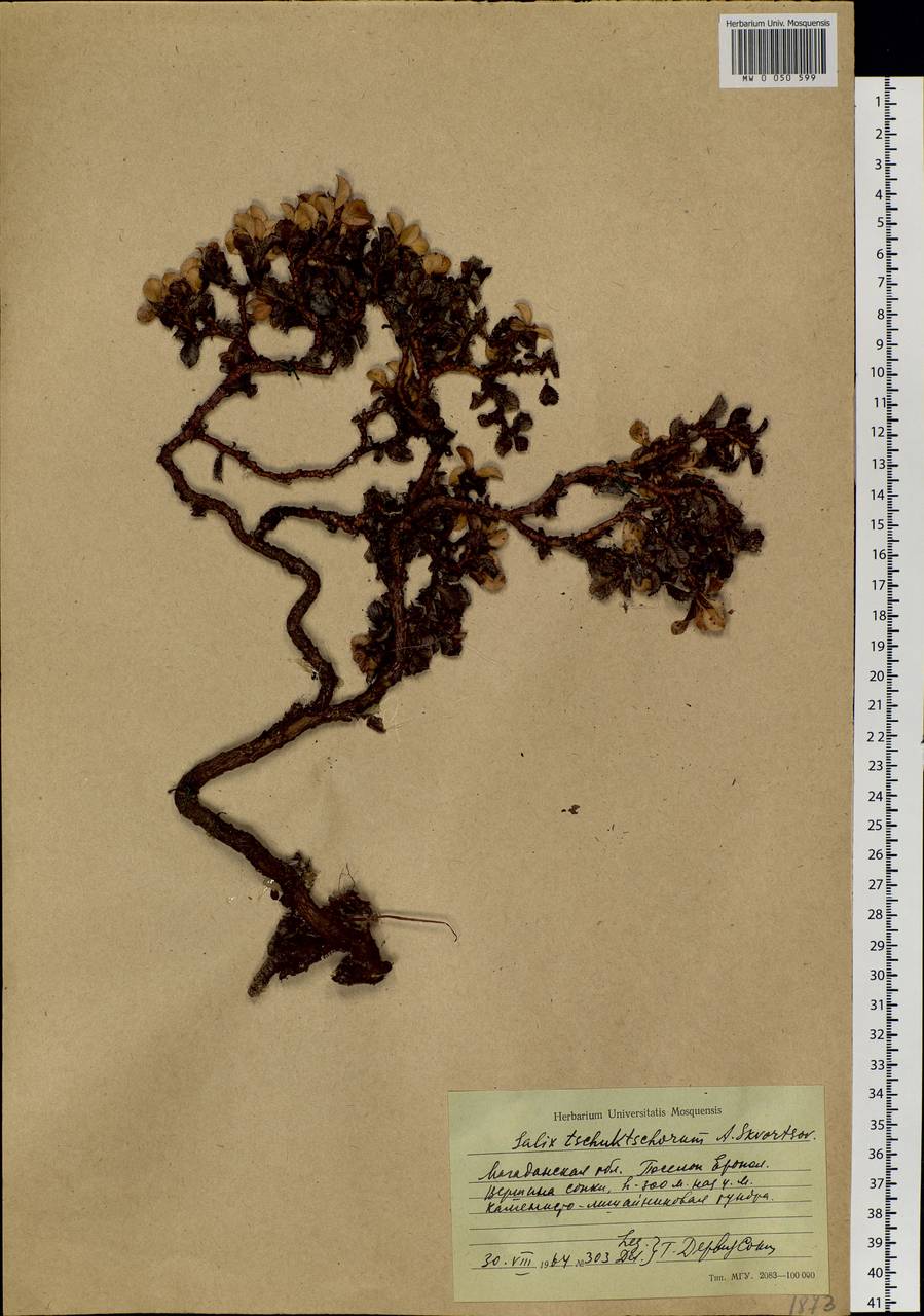 Salix berberifolia subsp. tschuktschorum (A. K. Skvortsov) Vorosch., Siberia, Chukotka & Kamchatka (S7) (Russia)