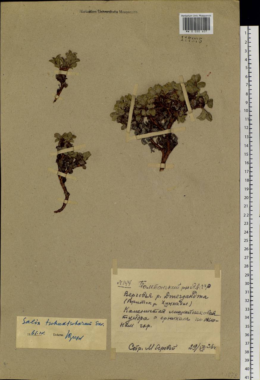 Salix berberifolia subsp. tschuktschorum (A. K. Skvortsov) Vorosch., Siberia, Yakutia (S5) (Russia)