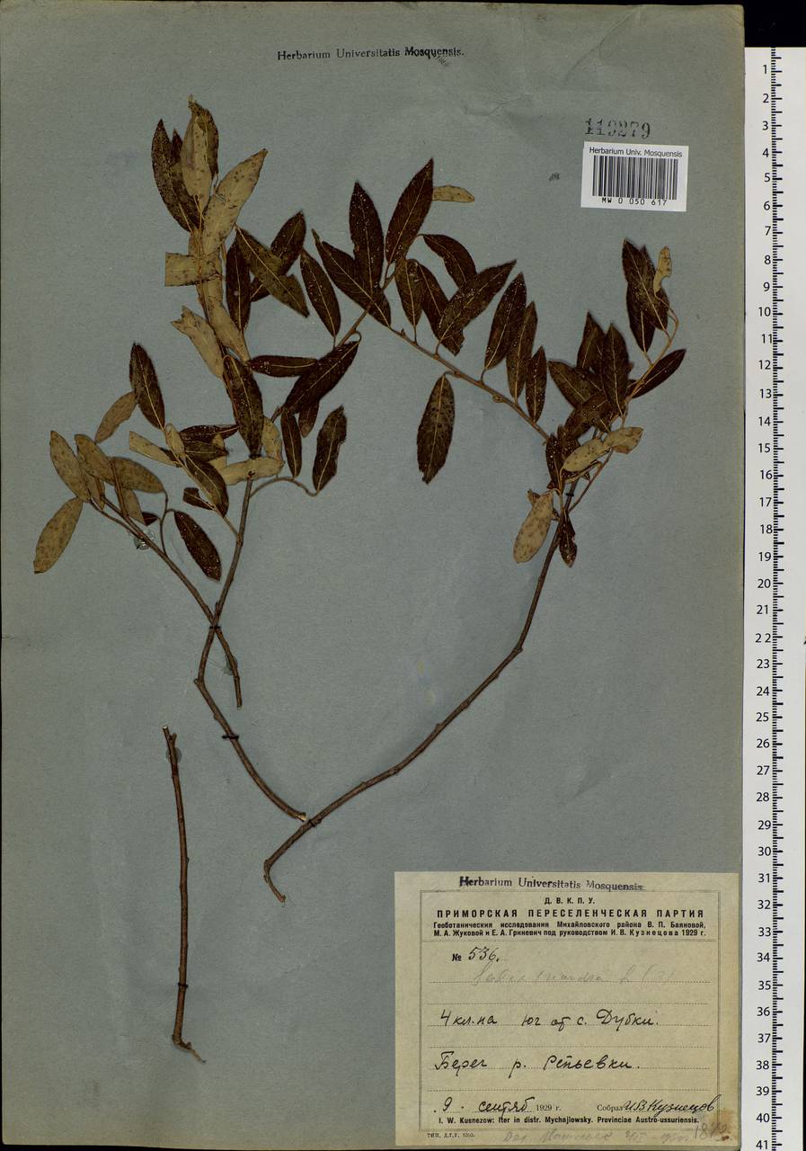 Salix triandra L., Siberia, Russian Far East (S6) (Russia)