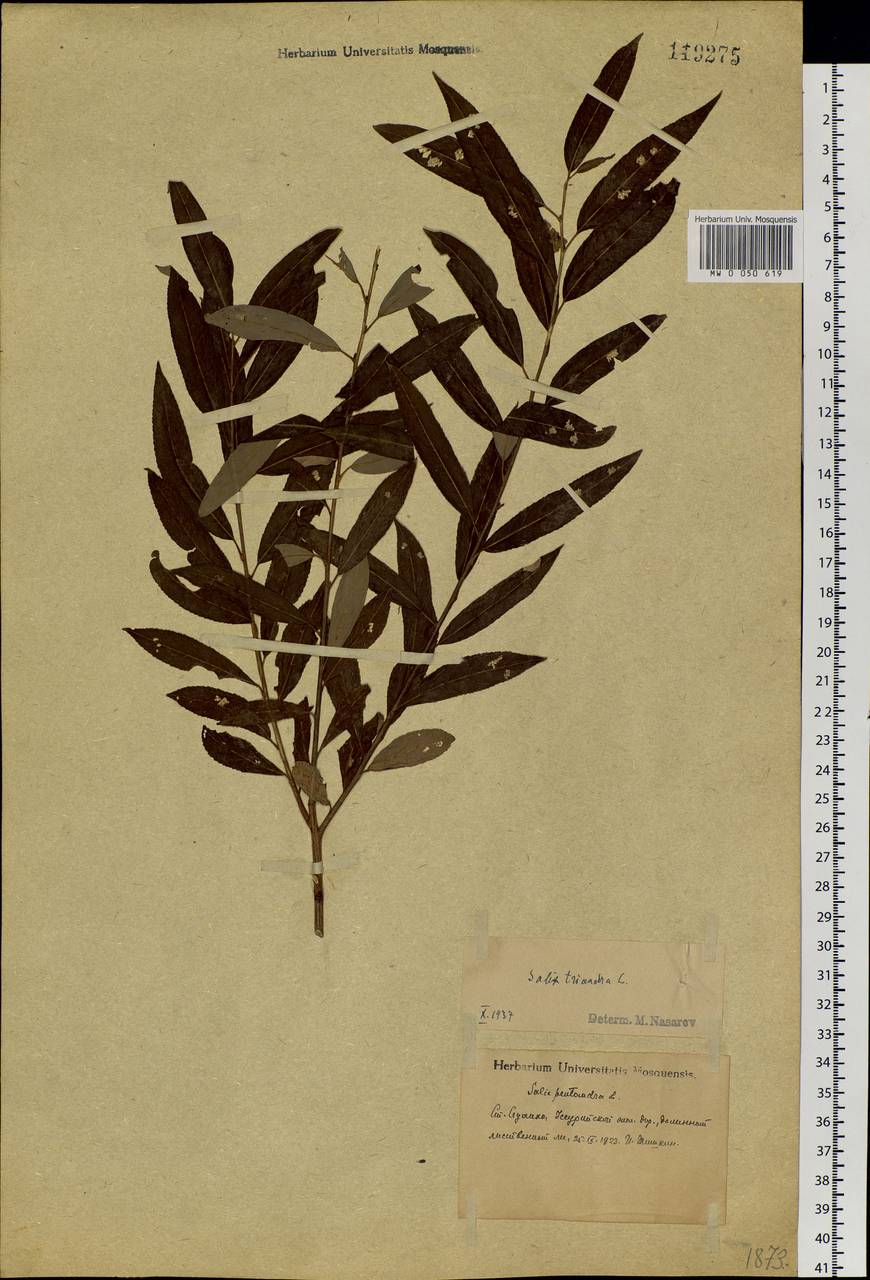 Salix triandra L., Siberia, Russian Far East (S6) (Russia)