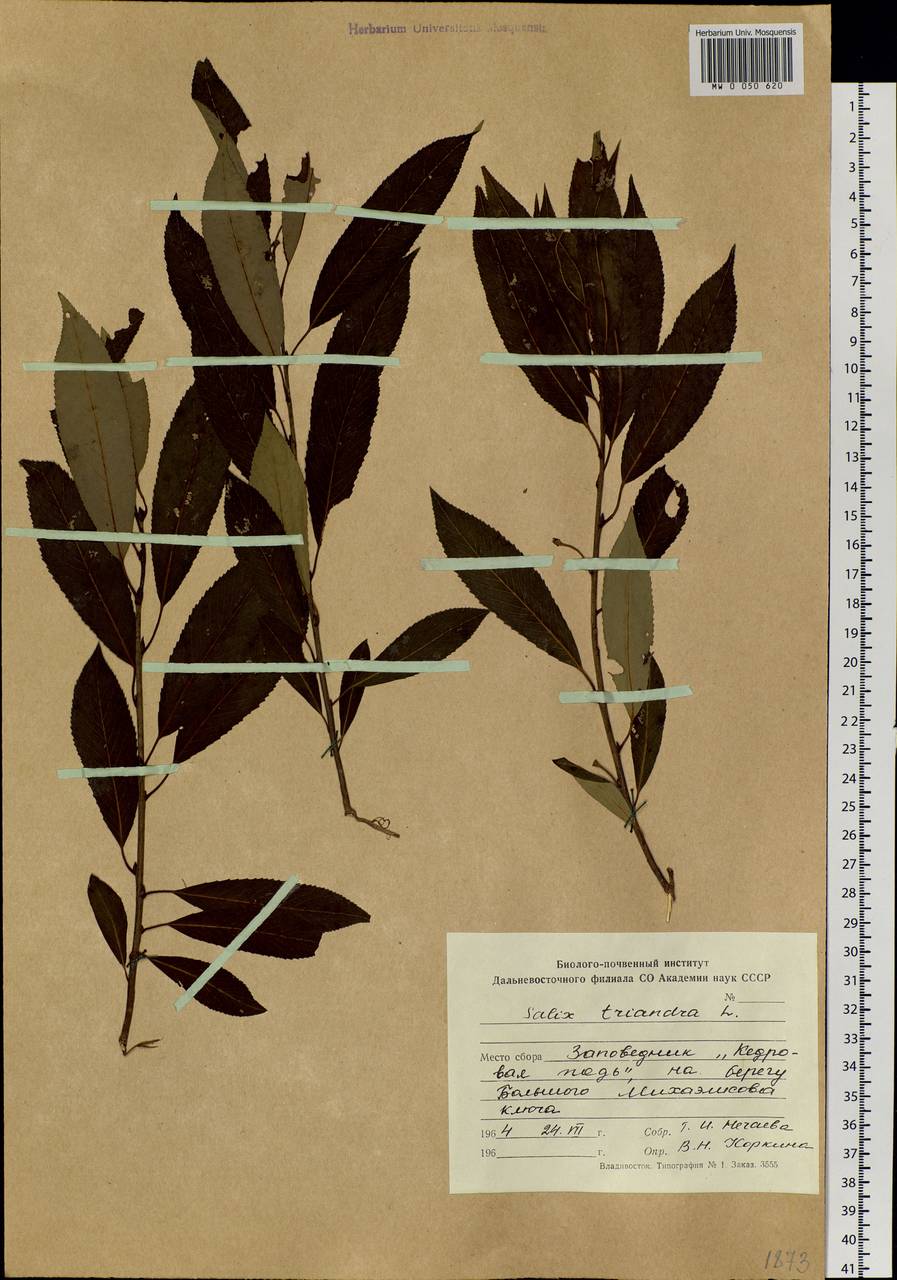 Salix triandra L., Siberia, Russian Far East (S6) (Russia)