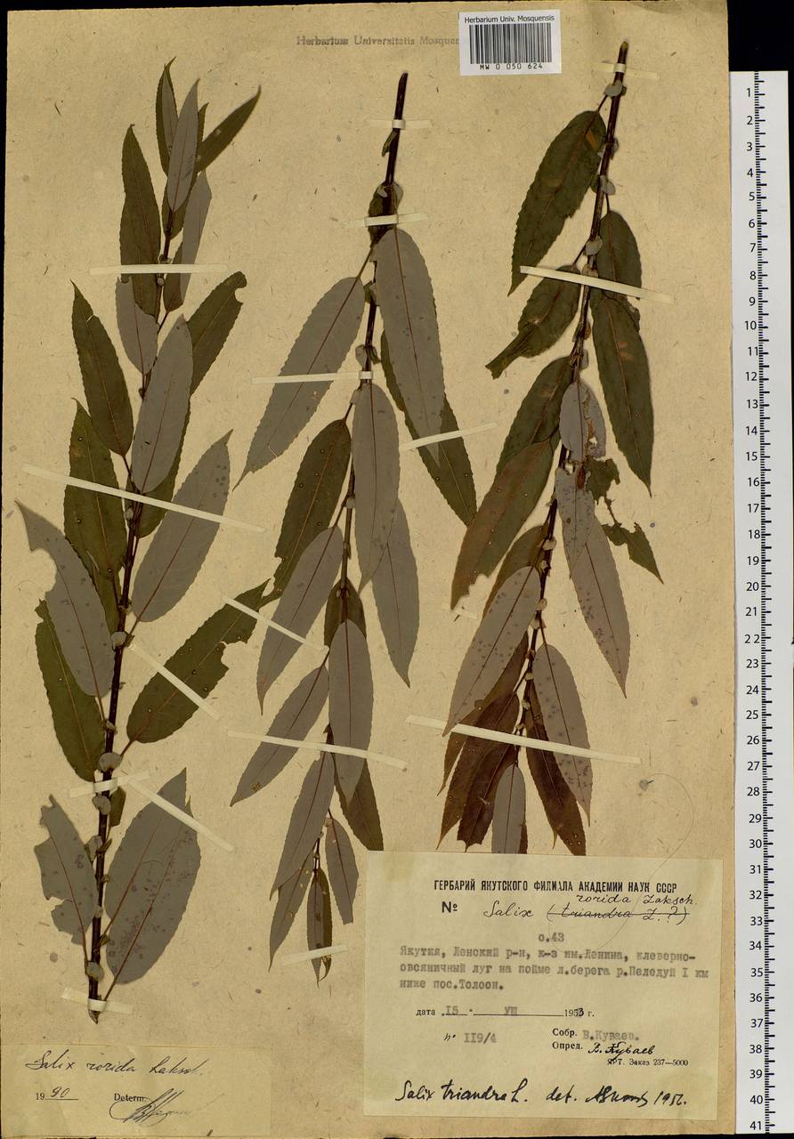 Salix triandra L., Siberia, Yakutia (S5) (Russia)