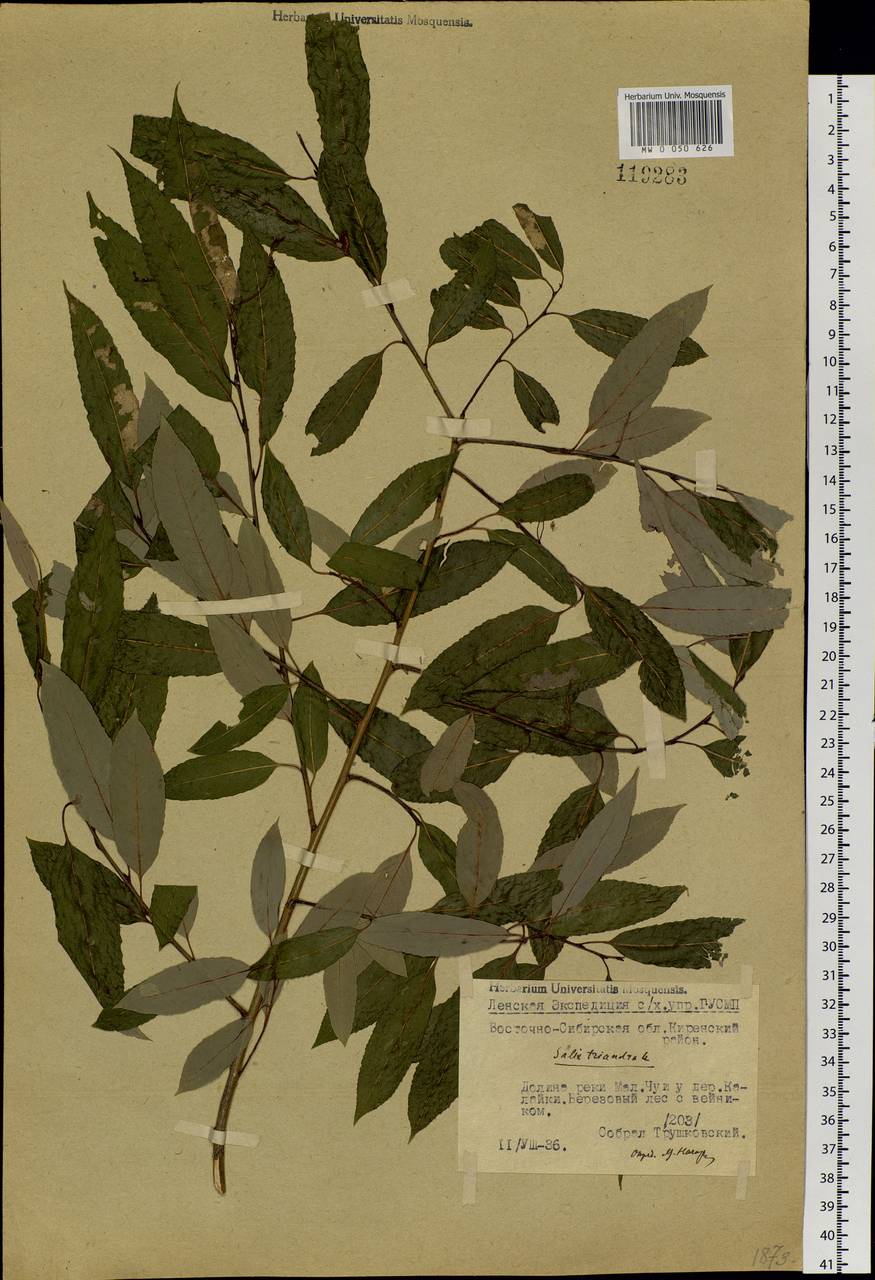 Salix triandra L., Siberia, Baikal & Transbaikal region (S4) (Russia)