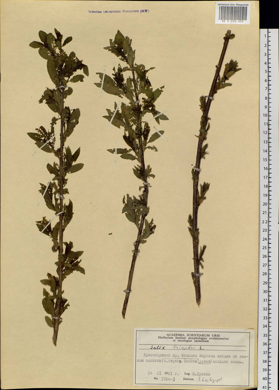 Salix triandra L., Siberia, Central Siberia (S3) (Russia)