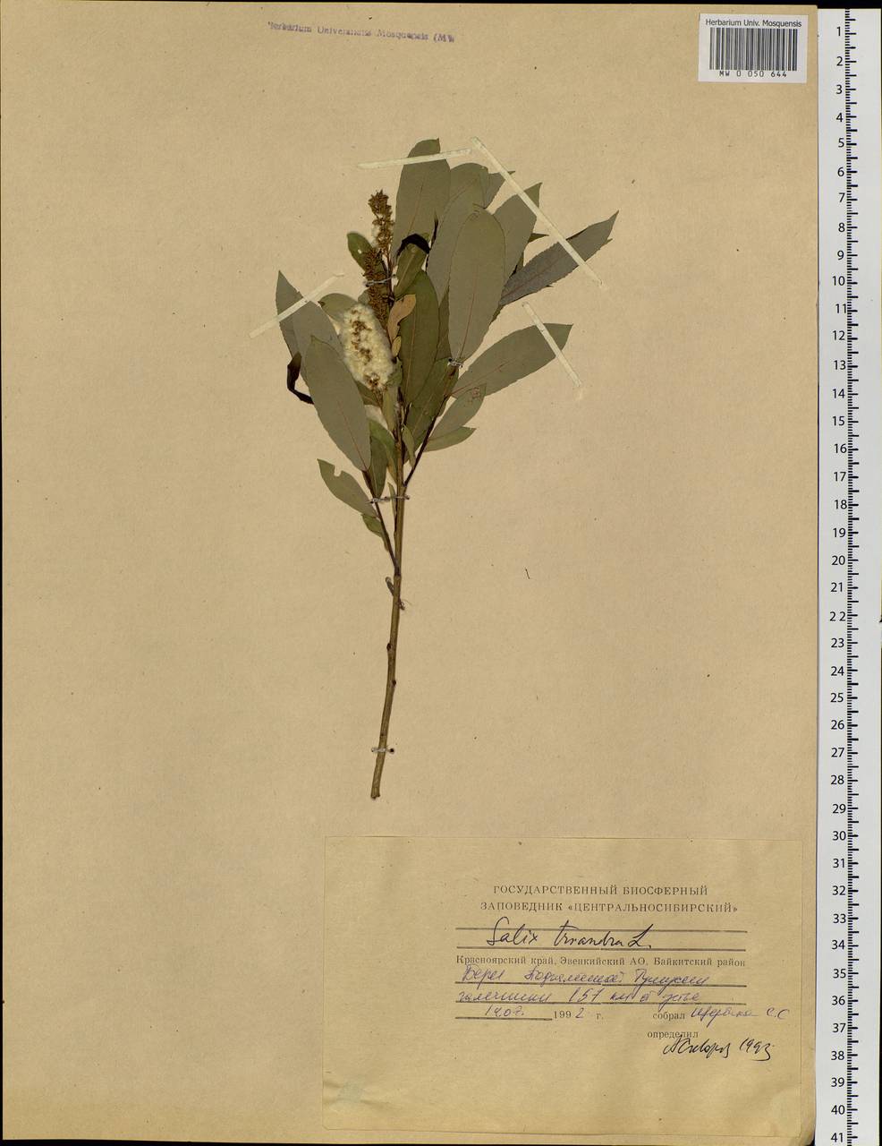 Salix triandra L., Siberia, Central Siberia (S3) (Russia)