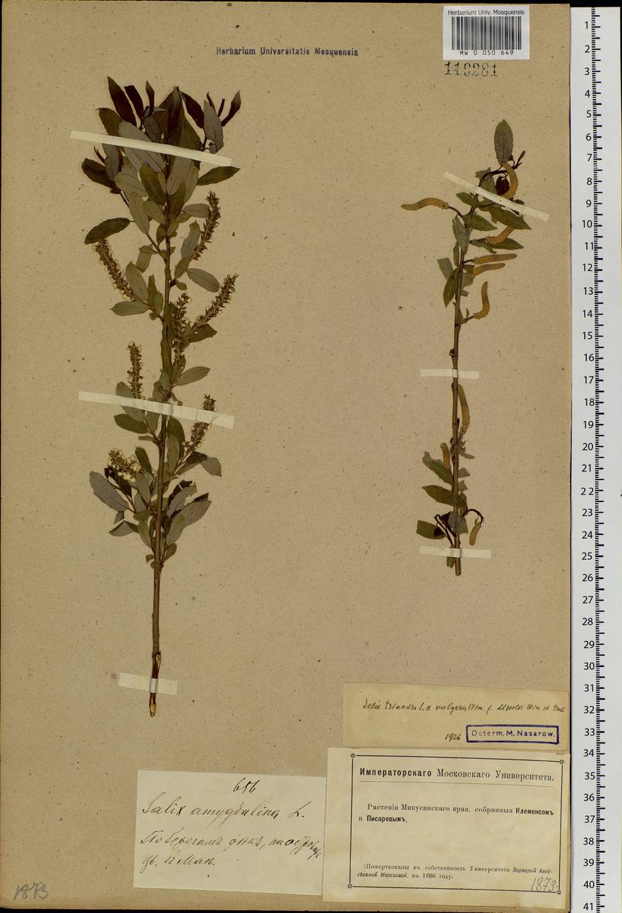 Salix triandra L., Siberia, Altai & Sayany Mountains (S2) (Russia)