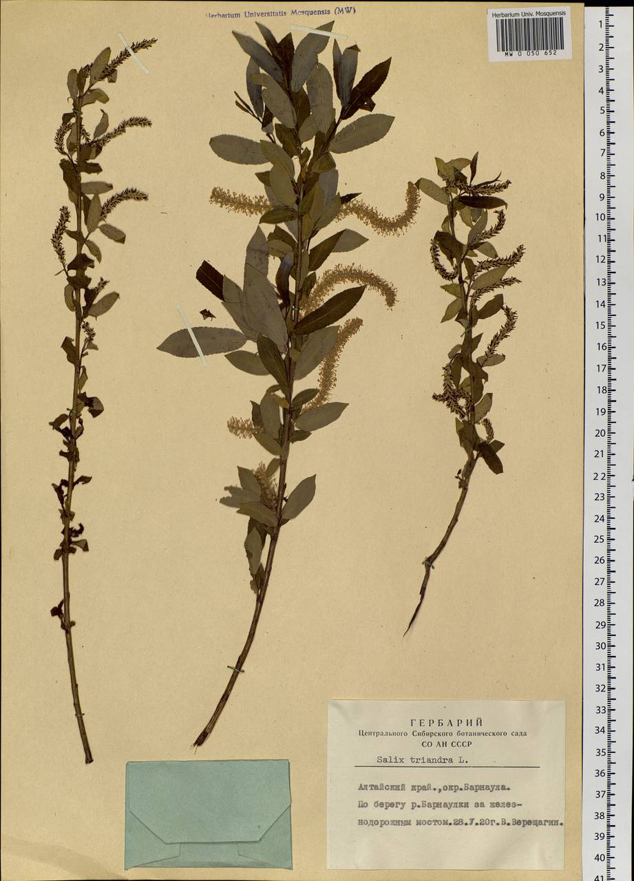 Salix triandra L., Siberia, Altai & Sayany Mountains (S2) (Russia)