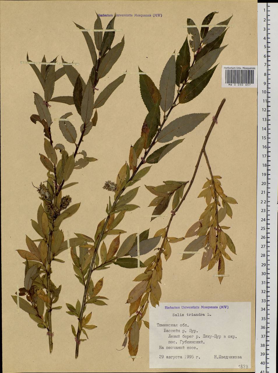 Salix triandra L., Siberia, Western Siberia (S1) (Russia)